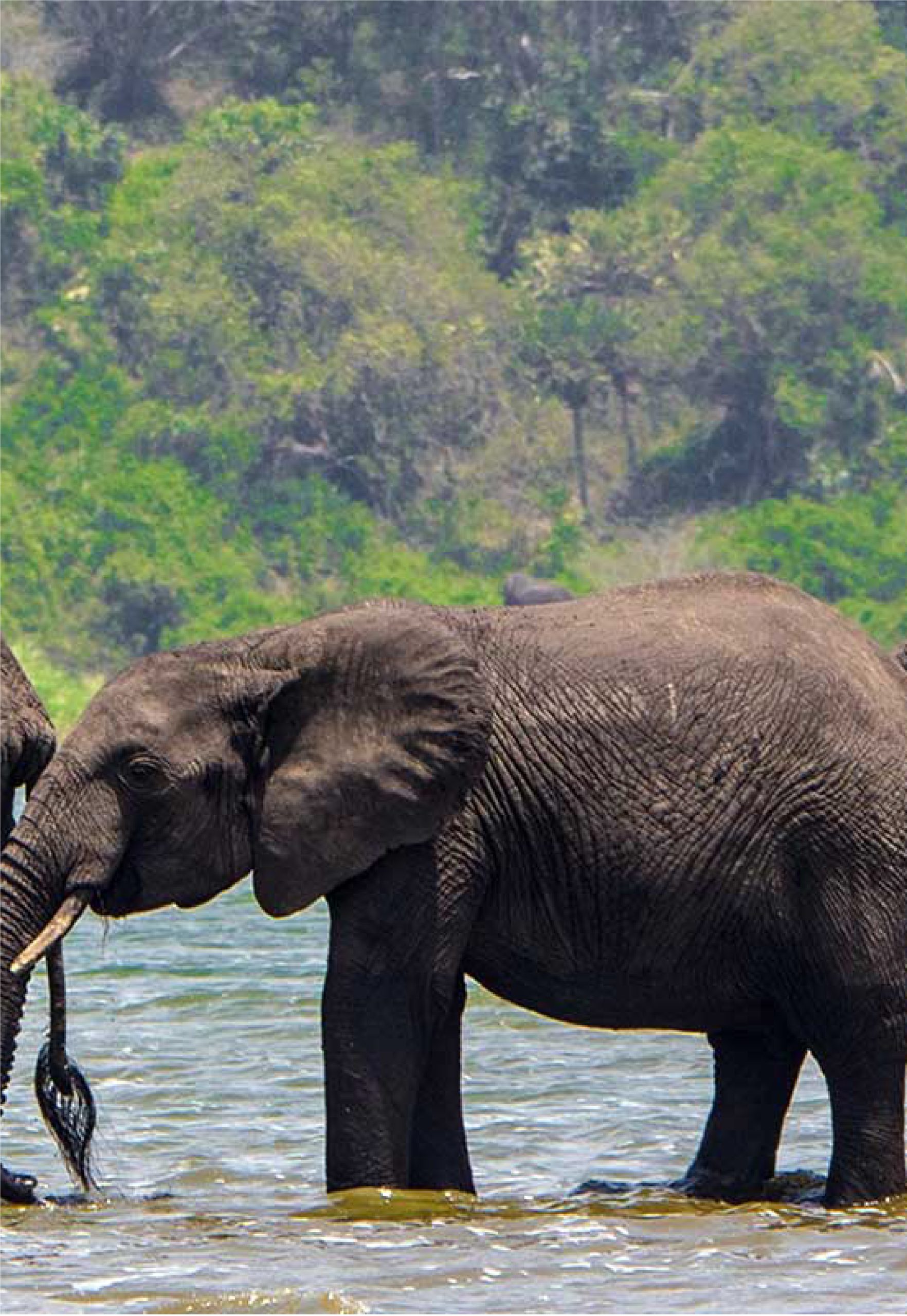 Elephants at the water in Uganda