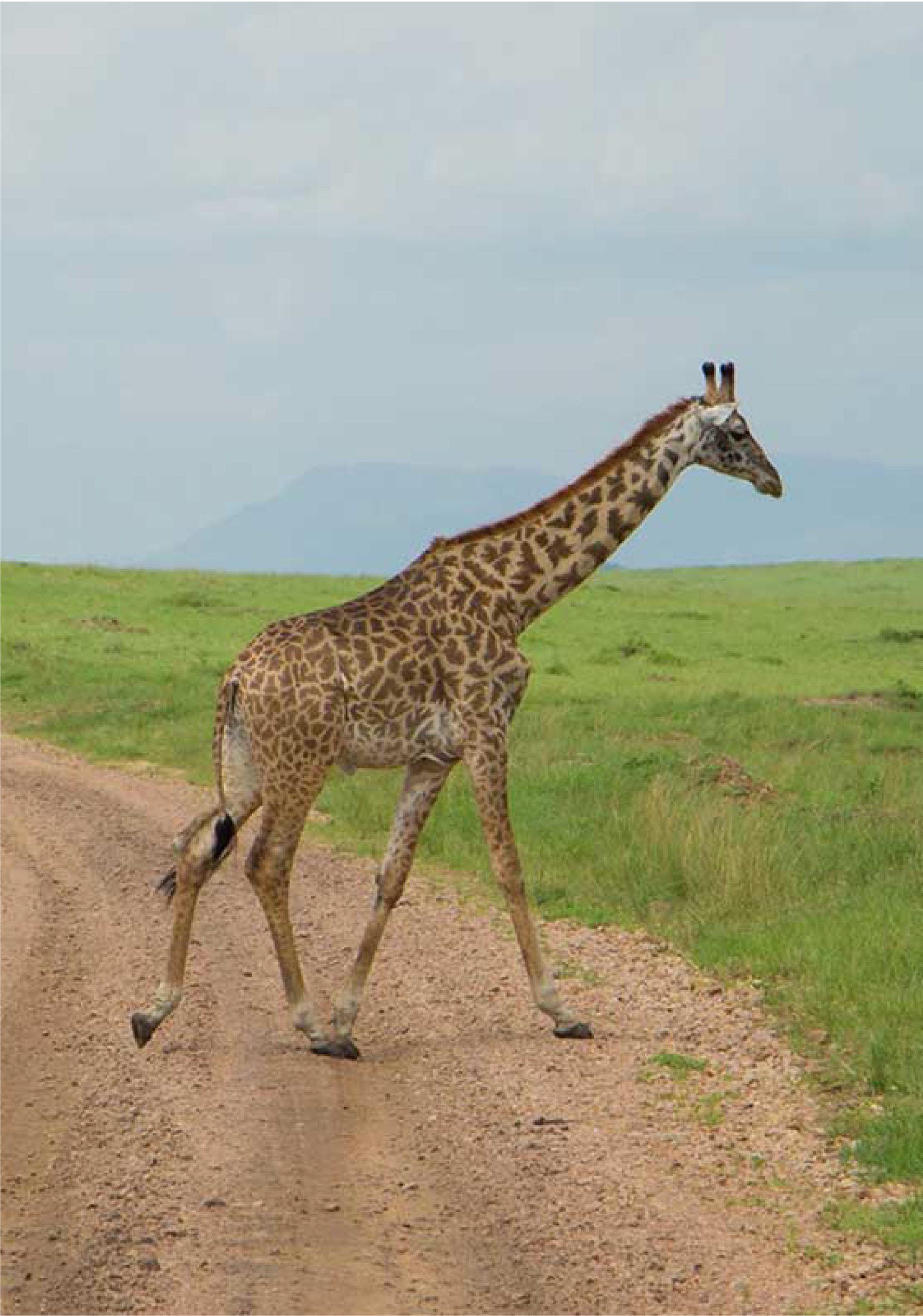 Giraffe on the plains in Uganda