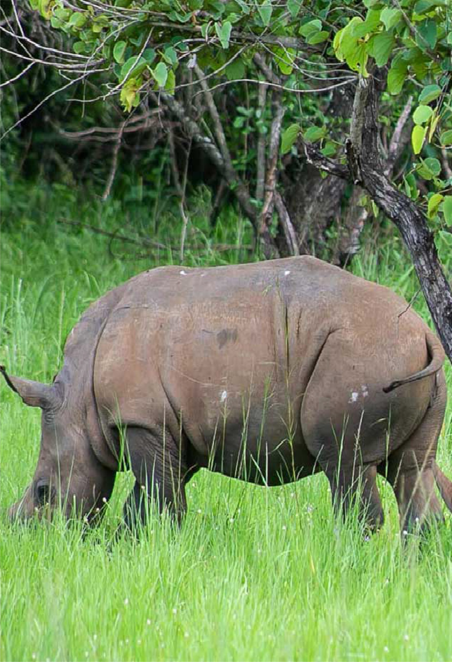 White rhino in Uganda
